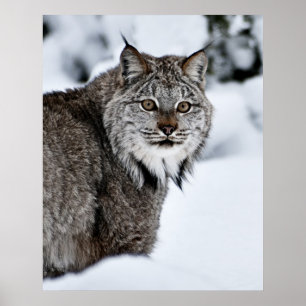 Poster Lynx canadienne dans la neige