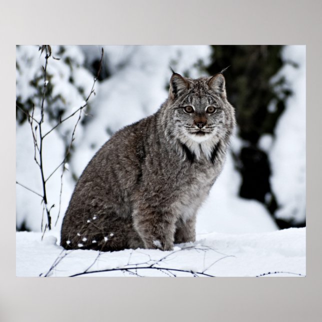 Poster Lynx canadienne dans la neige (Devant)