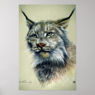 Poster Lynx (étude principale)