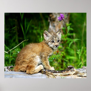 Poster Lynx Kitten