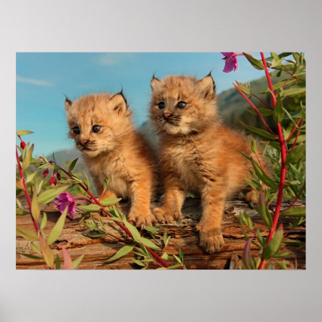 Poster Lynx Kittens, Canada, Alaska (Devant)