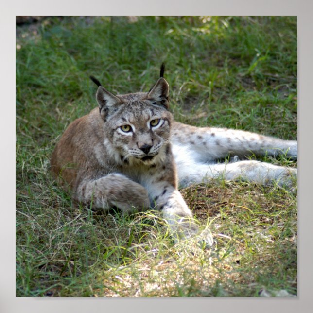 Poster lynx sibérien 027 (Devant)