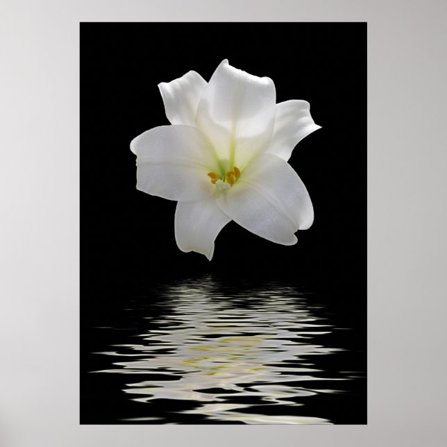 Poster lys blanc (Devant)