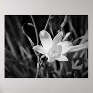 Poster Lys blancs