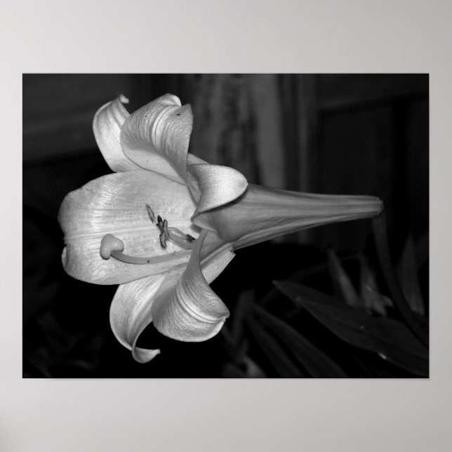 Poster Lys blancs (Devant)