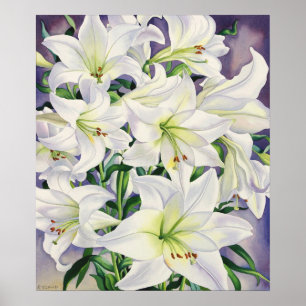 Poster Lys blancs 2008