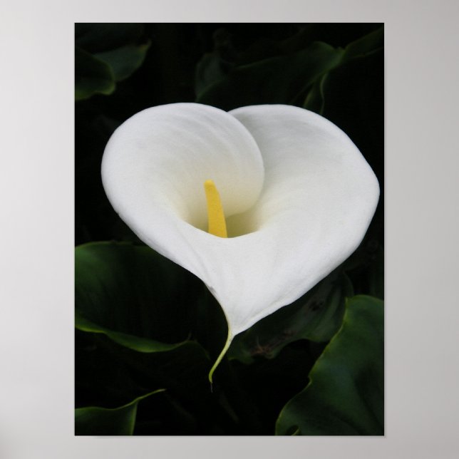Poster Lys calla (Devant)