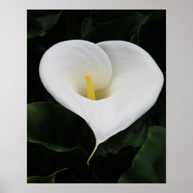 Poster Lys calla (Devant)