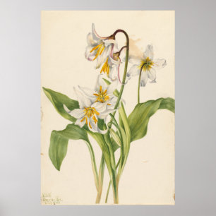 Poster Lys d'Avalanche (Erythronium montanum)