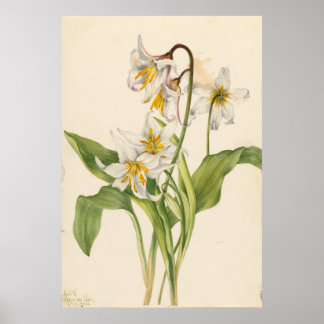 Poster Lys d'Avalanche (Erythronium montanum)