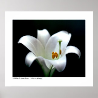 Poster Lys de Pâques | Lilium longiflorum