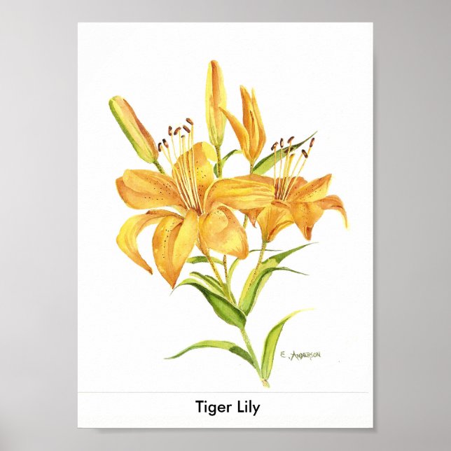 Poster Lys de tigre en or et aquarelle jaune (Devant)
