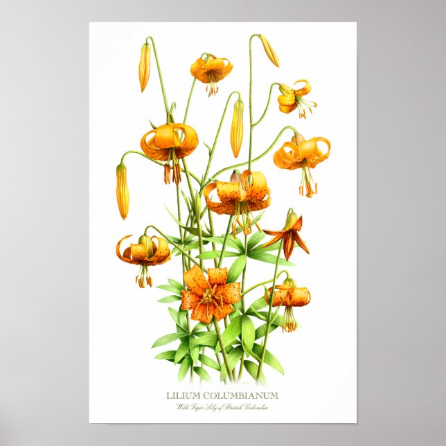 Poster Lys de tigre orange sauvage Art botanique Imprimer (Devant)