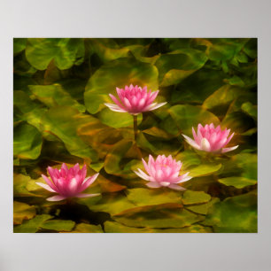 Poster Lys d'eau artistique, Californie
