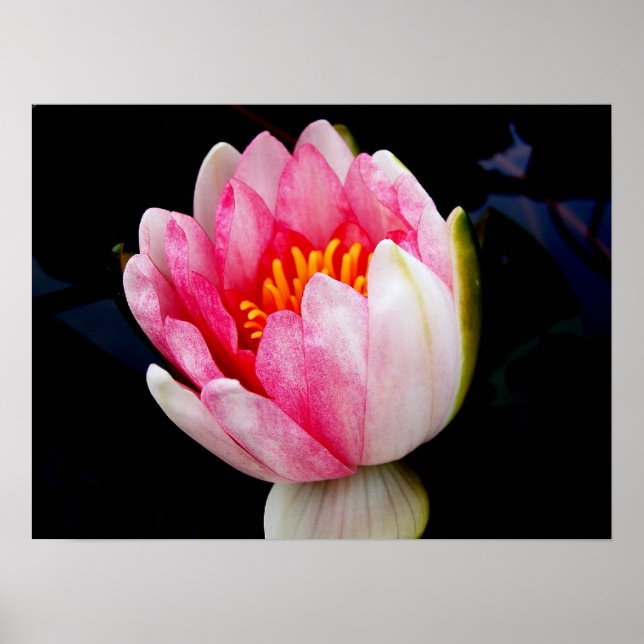 Poster Lys d'eau rose (Devant)