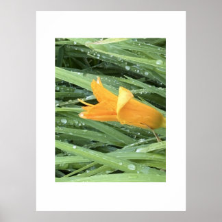 Poster Lys jaune parmi l'herbe couverte de rosée
