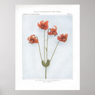Poster Lys jaunes sauvages; Canada ou Lys de hochement de