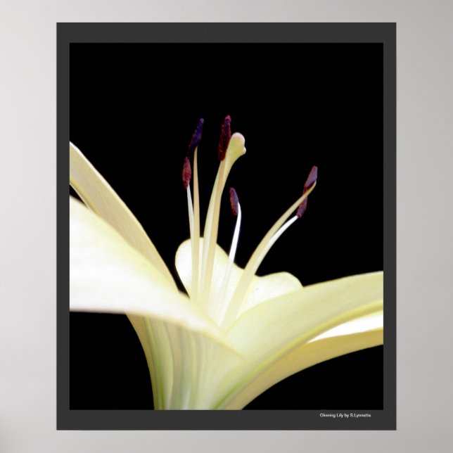 Poster Lys Lily blanche Fleurs Photo (Devant)