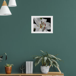 Poster Lys Oriental Blanc Floral Photographique