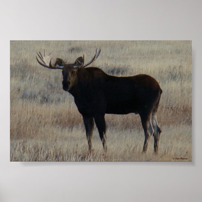 Poster M4 Bull Moose Big Bull (Devant)