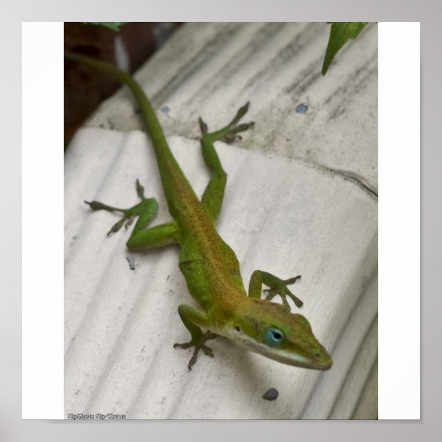 Poster M. Lizard (Devant)