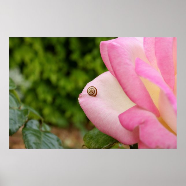 Poster M. Snail (Devant)