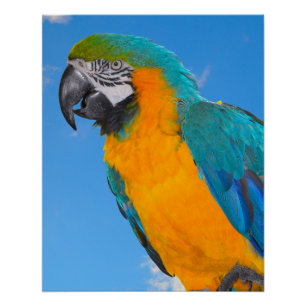 Poster Macao bleu et jaune
