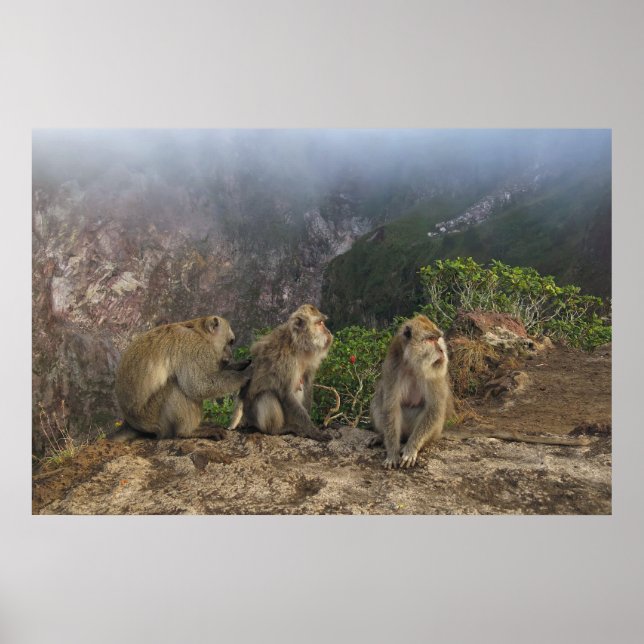 Poster Macaques dans la masse (Devant)