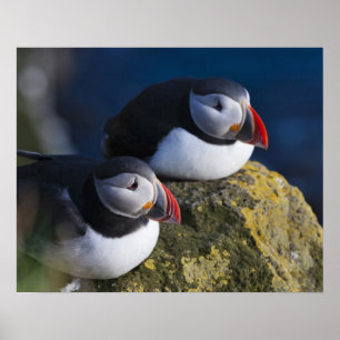 Poster Macareux atlantique (Fratercula arctica) 7