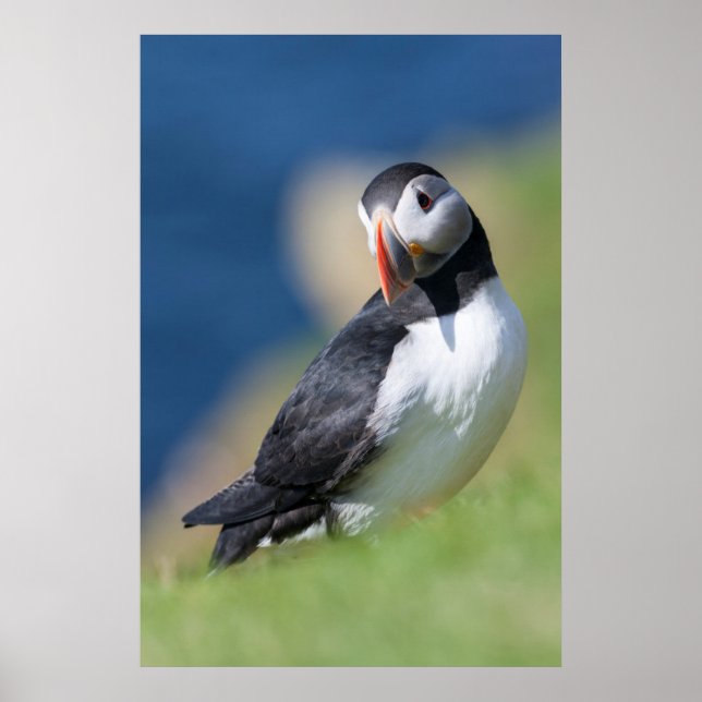 Poster Macareux Atlantique (Fratercula Arctica) Sur Une F (Devant)