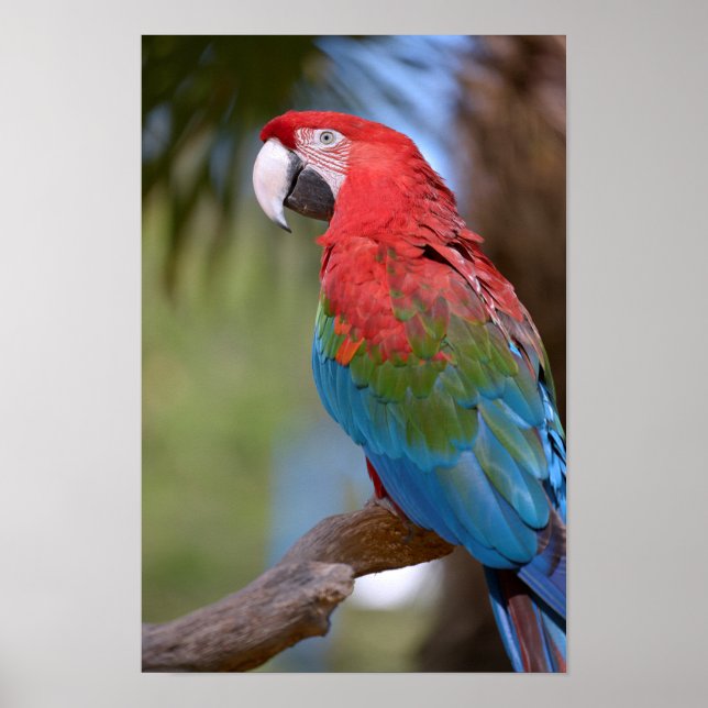 Poster Macaw à ailes vertes (Devant)