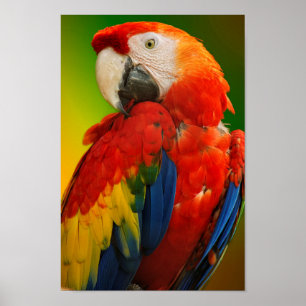 Poster Macaw coloré