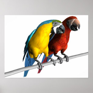 Poster Macaws en amour
