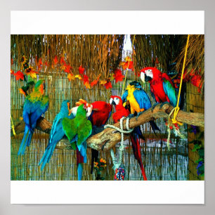 Poster Macaws on Parade