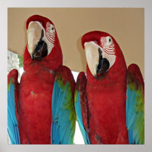 Poster Macaws rouges, bleus, verts (perroquets)
