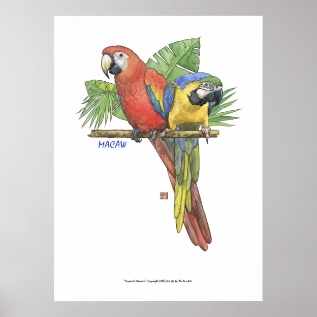 Poster Macaws tropicaux (Devant)