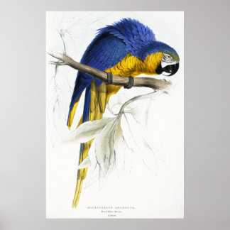 Poster Maccaw bleu et jaune