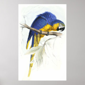 Poster Maccaw bleu et jaune par Edward Lear
