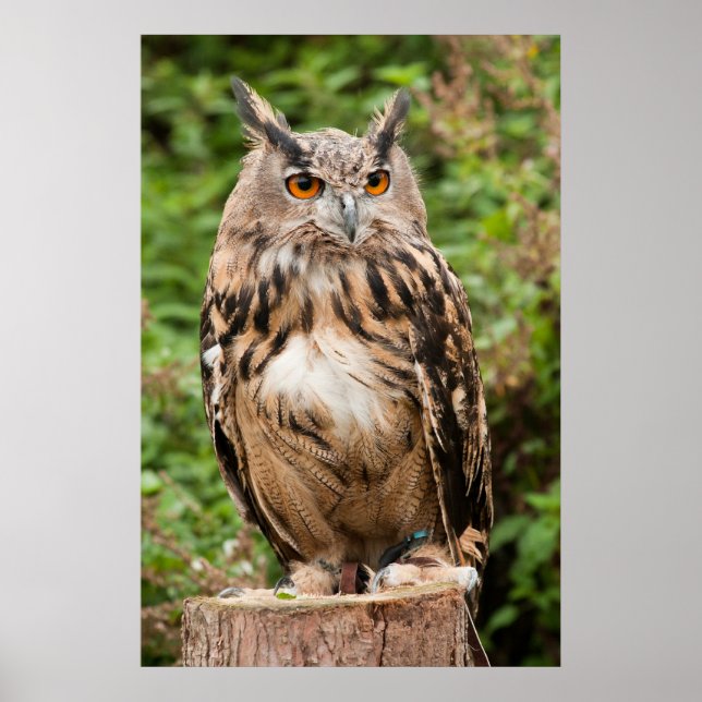 POSTER MACKINDER EAGLE OWL (Devant)