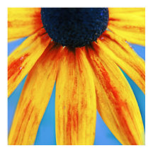 Macro Abstrait à fleurs de Rudbeckia jaune