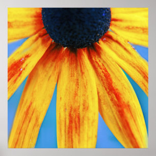 Poster Macro Abstrait à fleurs de Rudbeckia jaune