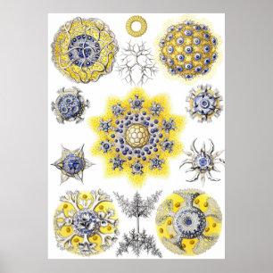 Poster Macro amibe aquatique de ~ de Haeckel de ~ de la