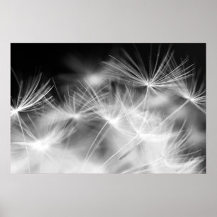Poster macro beauté Dandelion