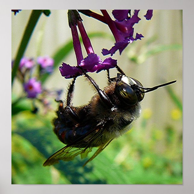 Poster macro Bumblee Bee (Devant)