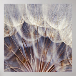 Poster Macro Dandalion Ethereal Abstrait