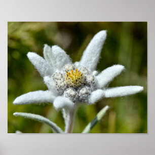 Poster Macro de feuille de fleur edelweiss