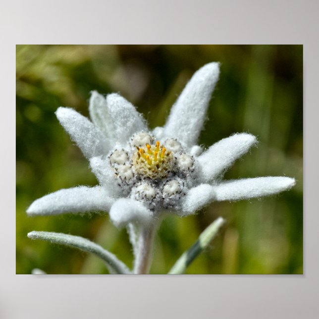 Poster Macro de feuille de fleur edelweiss (Devant)