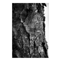 Macro d'écorce d'arbre noir et blanc