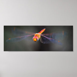 Poster Macro Dragonfly