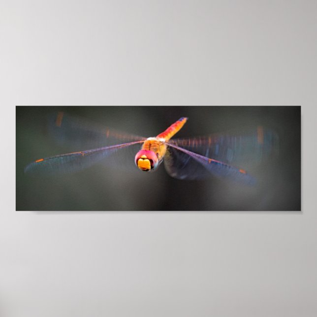 Poster Macro Dragonfly (Vorne)